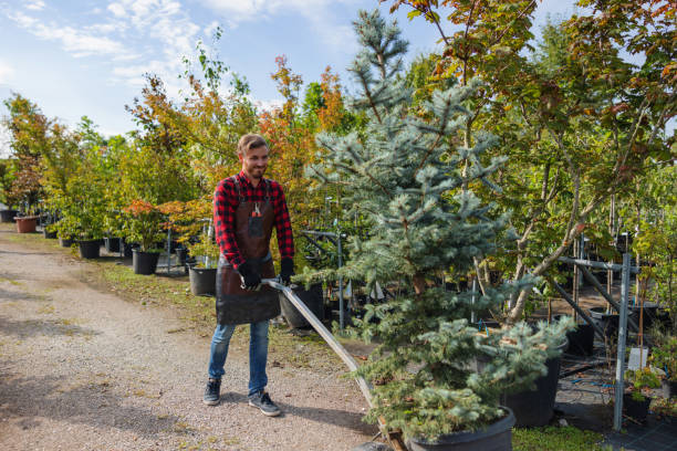 Reliable Earlysville, VA Tree Care Services Solutions